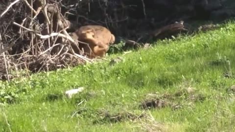 when a lynx attacks another
