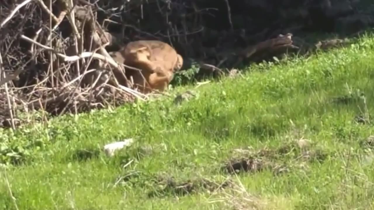 when a lynx attacks another