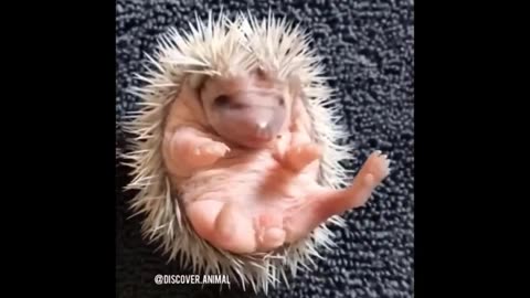 Cute baby animals Videos Compilation cute moment of the animals #16