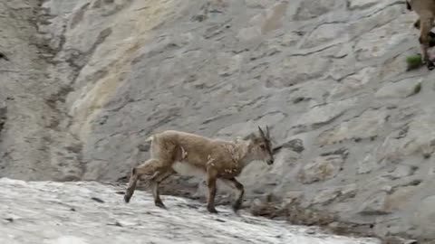 The incredible ibex defies gravity and climbs a dam | Forces of Nature with Brian Cox - BBC