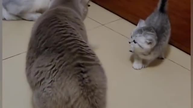 Cats and Mouse funny