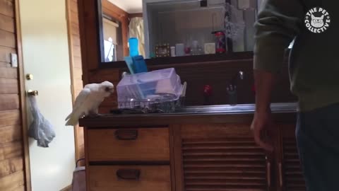 Funny Parrot Compilation, bird going crazy