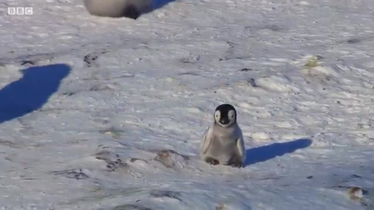 Baby Penguin Tries To Make Friends | Snow Chick: A Penguin's Tale | BBC Earth