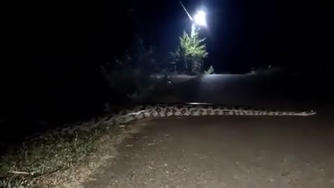 Snake on the road