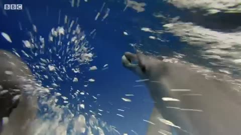 Dolphins Play Catch with a Pufferfish! | Spy In The Wild | BBC Earth