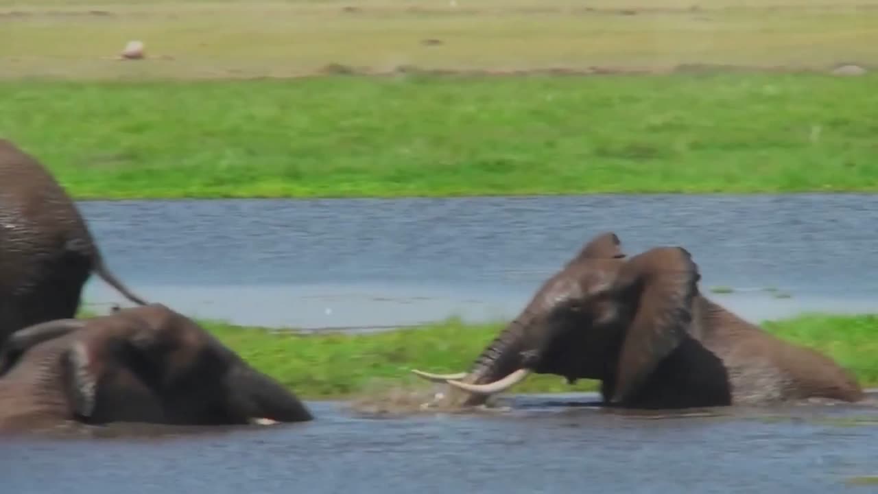 Baby Elephants Splashing in Water!