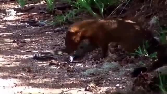 Mongoose and Snake fight to the death!!!