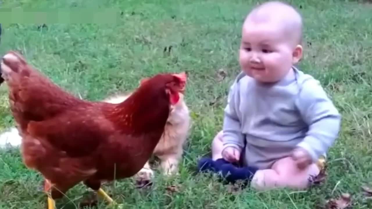 Babies and Animals Funny Compilation