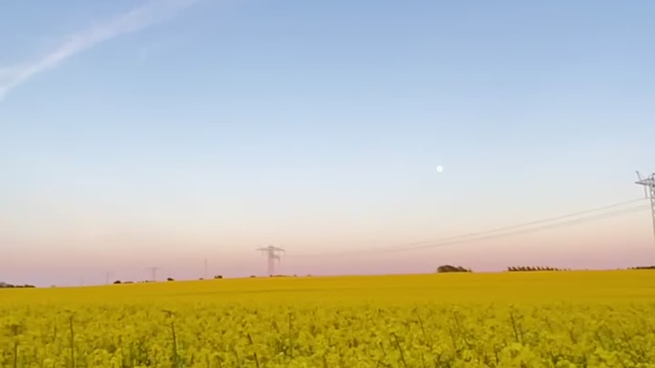 Canola Field