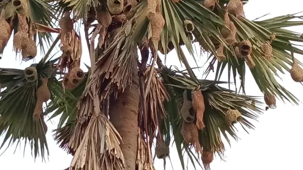 Beautiful birds and their nests with chirp sound.