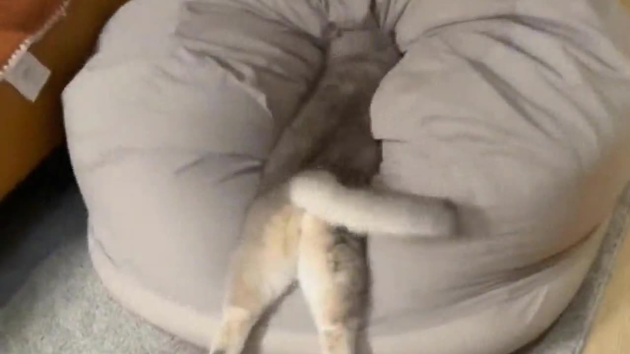 Cat: I'm working so hard, I deserve something delicious.