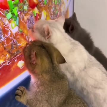 Cute cat! And very hungry