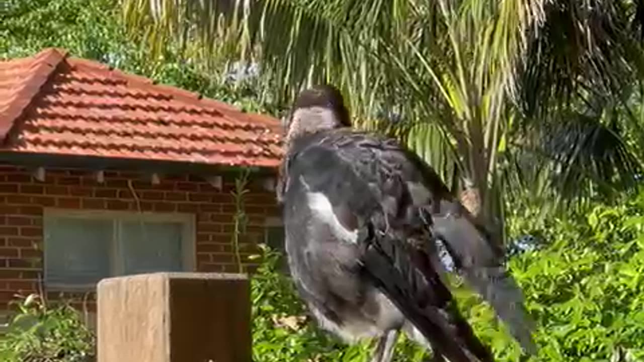 Magpie Barks Like a Dog