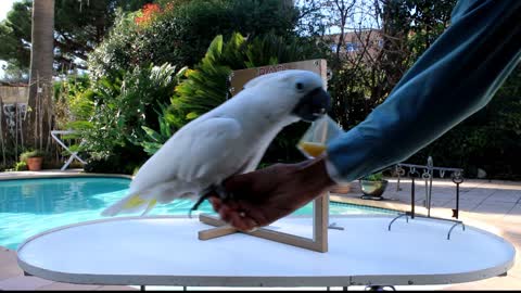 Smudge The Smartest Cockatoo