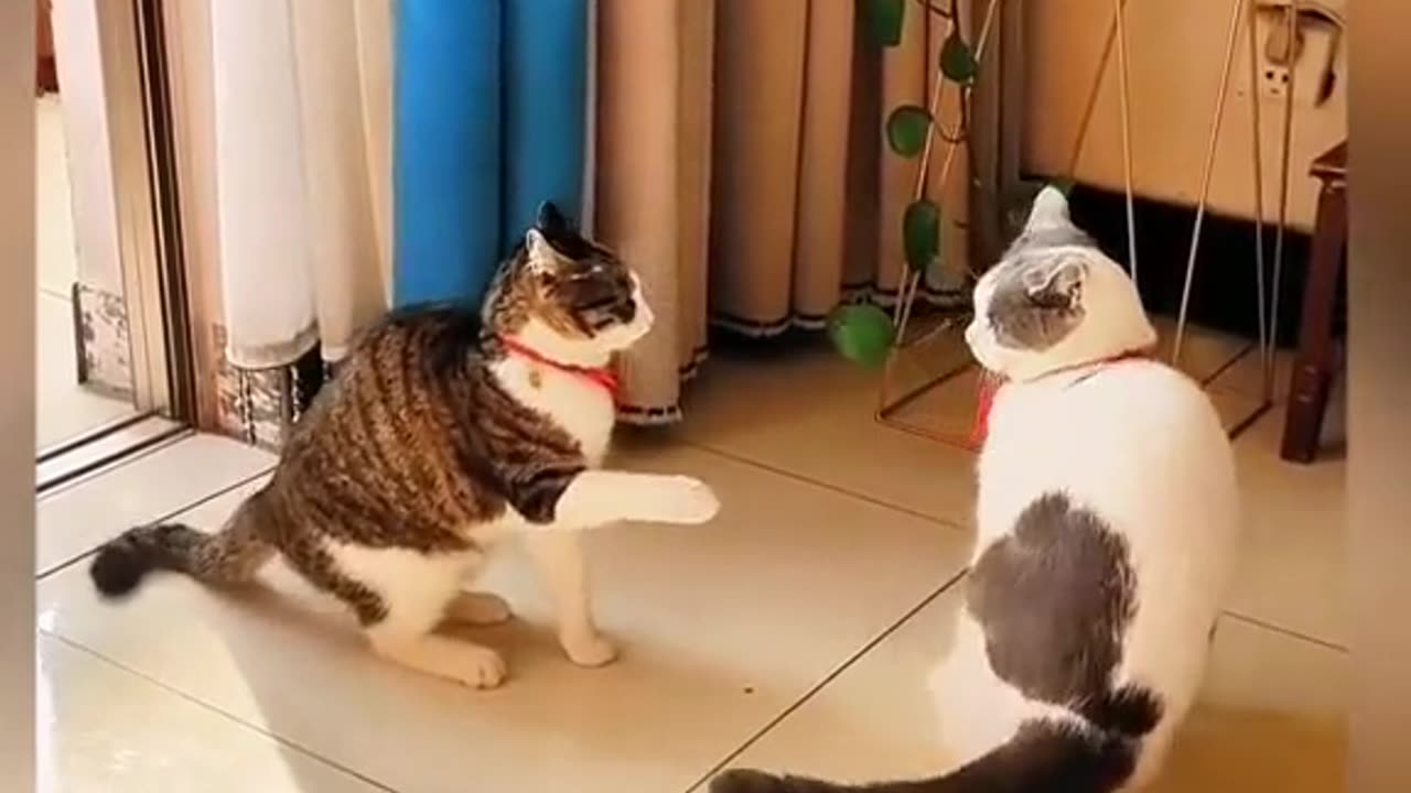 Funny Cat videos