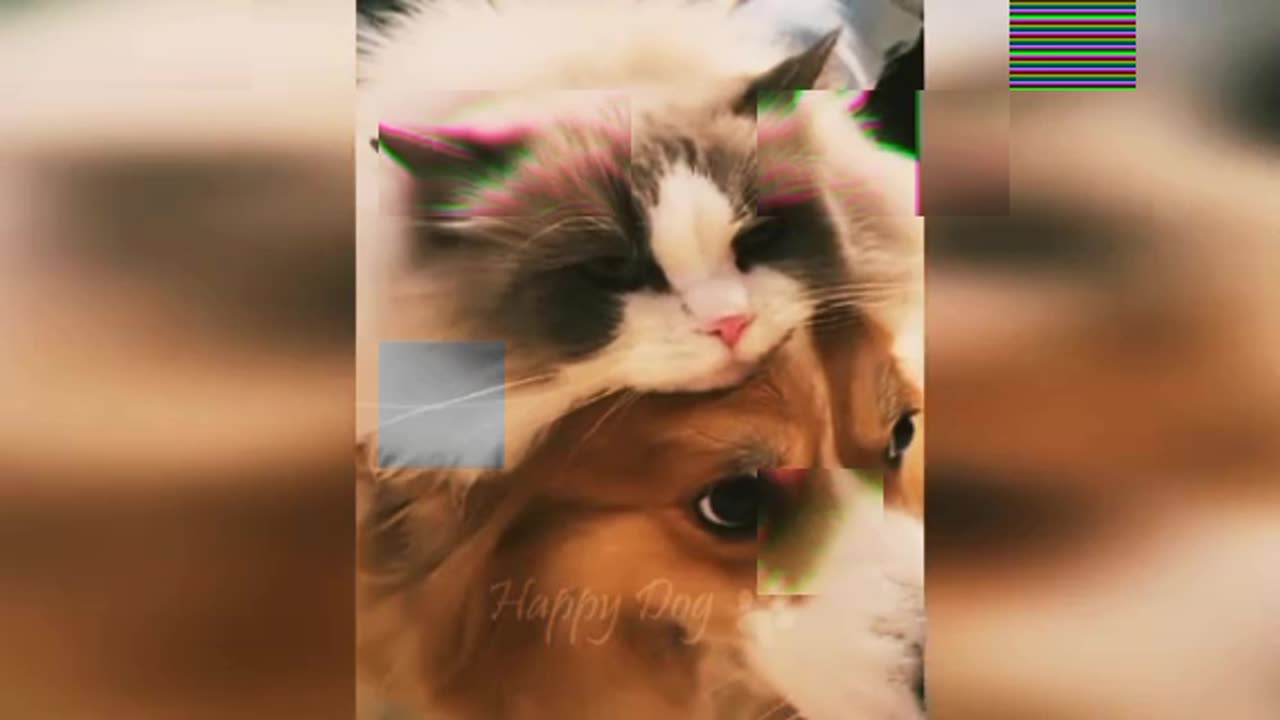 Funny cats video playing and fun full video