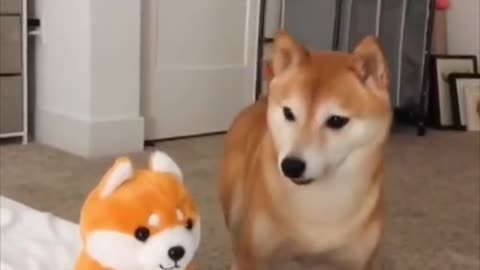 Cute doge