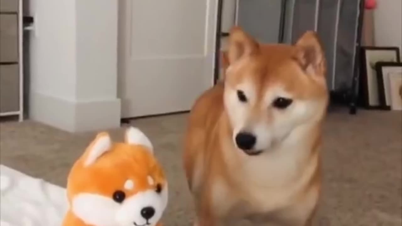 Cute doge