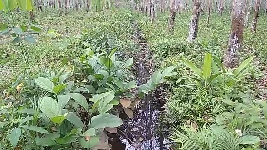 plant forest