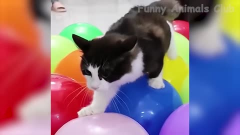 funny cat
