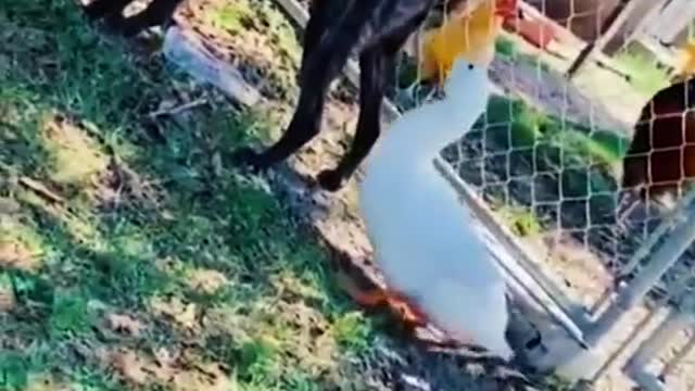 Funniest Animals 2023 ?? Funny Cats and Dogs ???? | Funny Animal Videos 2023#35