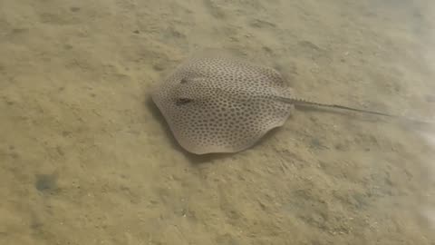 Leopard Stingray Charges Paparazzi