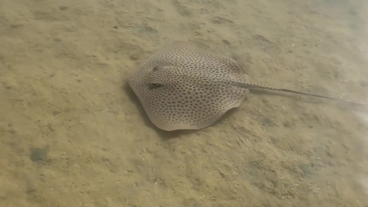 Leopard Stingray Charges Paparazzi