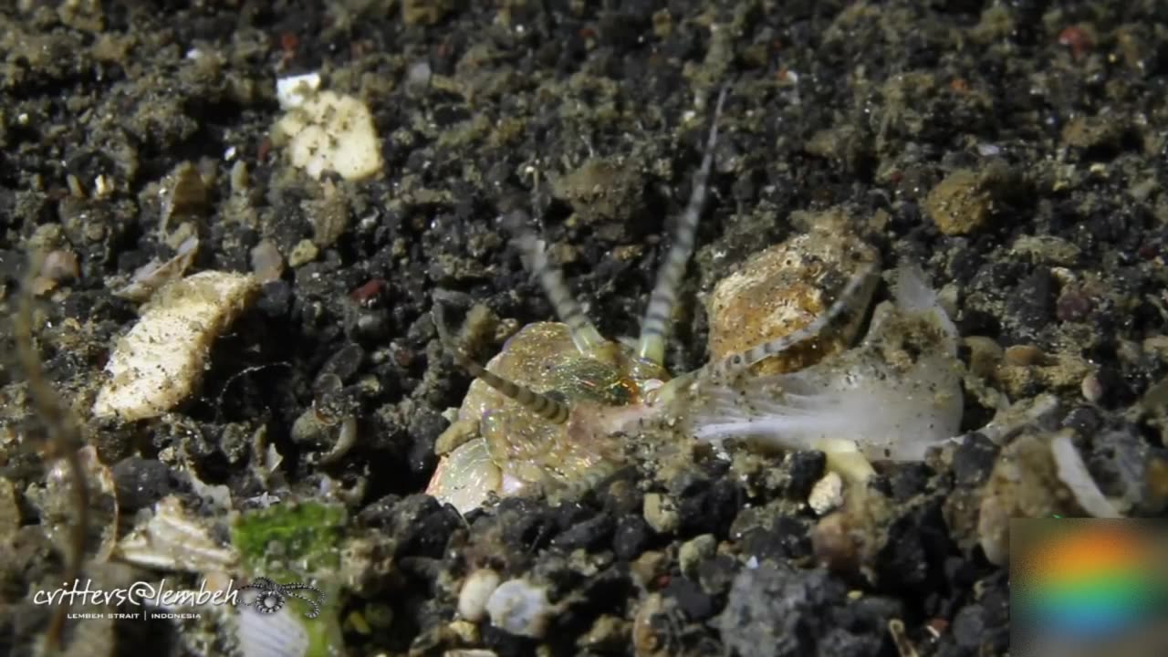 that's why bobbit is the terror of fish