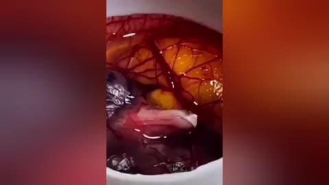 breeding of birds in the laboratory