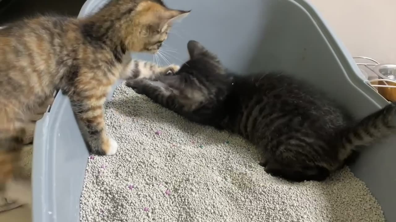 What happens when you clean a cat’s toilet.