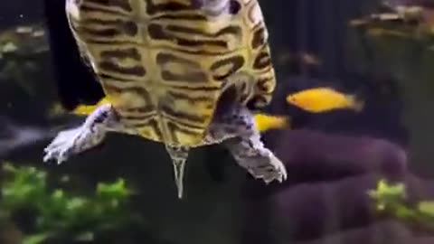 Turtles are so fun