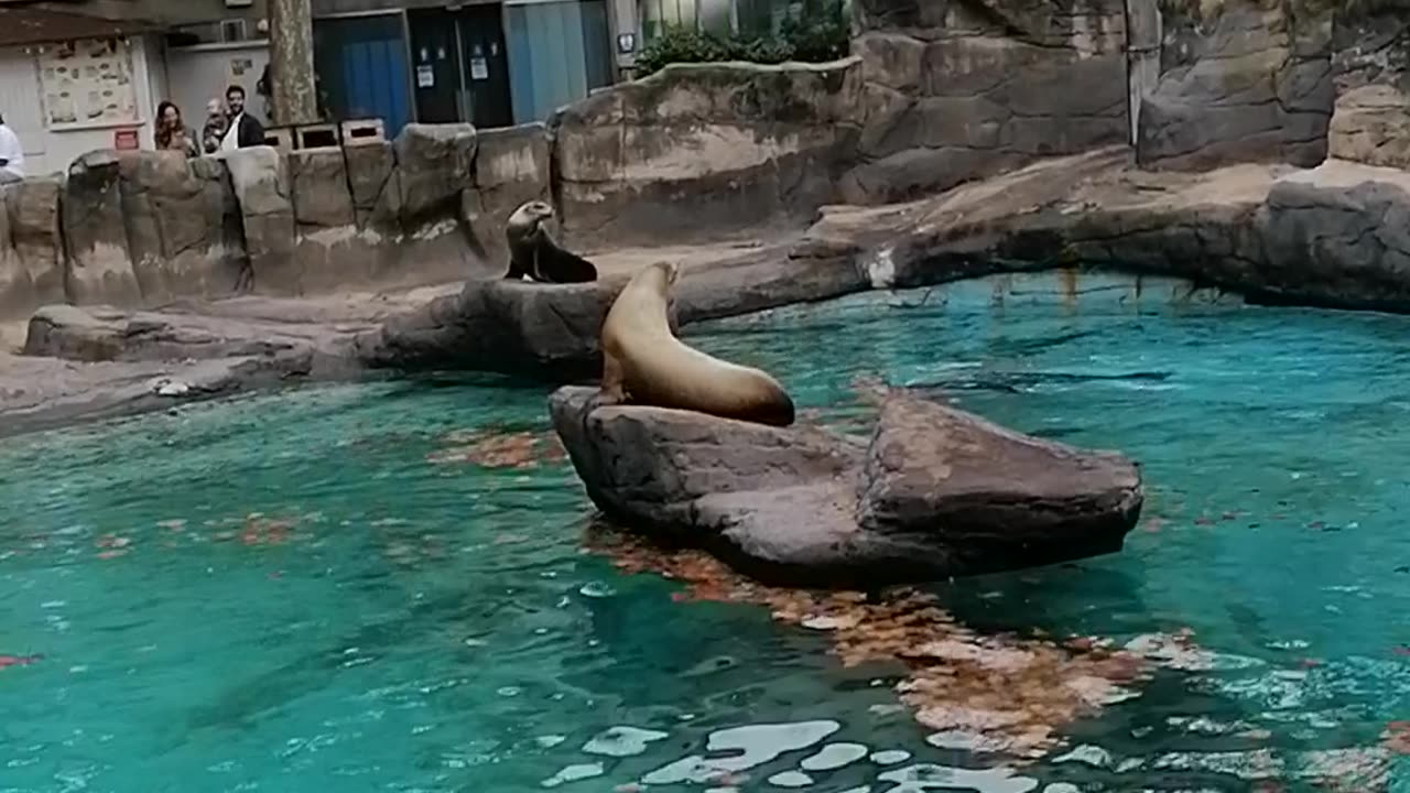 Barcelona zoo Seal funny