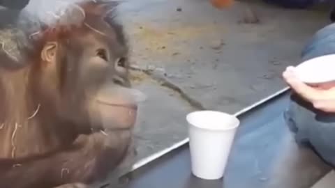FOCUS FOR CHIMPANZEES