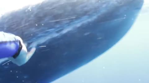 Sperm Whale Greeting