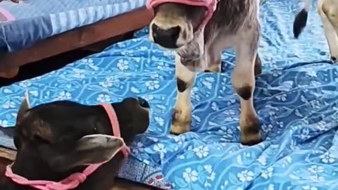 Cut cow
