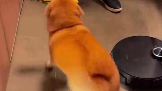 cute dancing dog