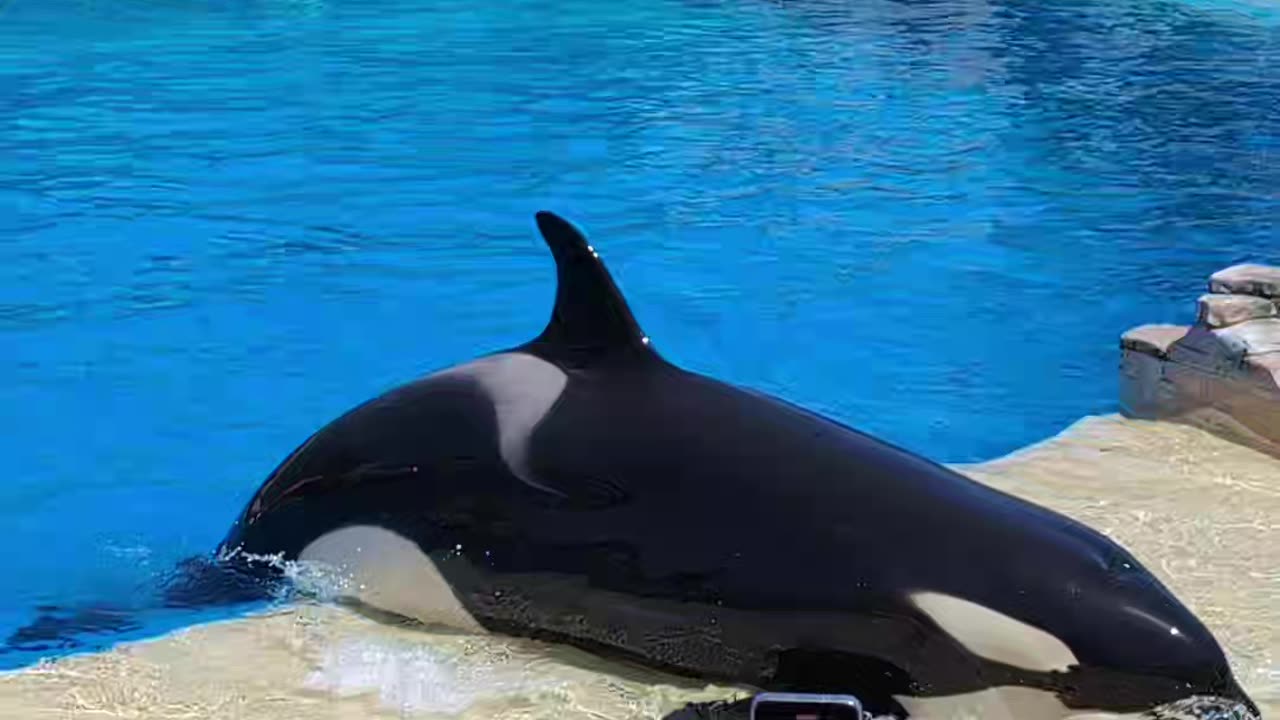 Orcas are so cute :D (#seaworld San Diego)