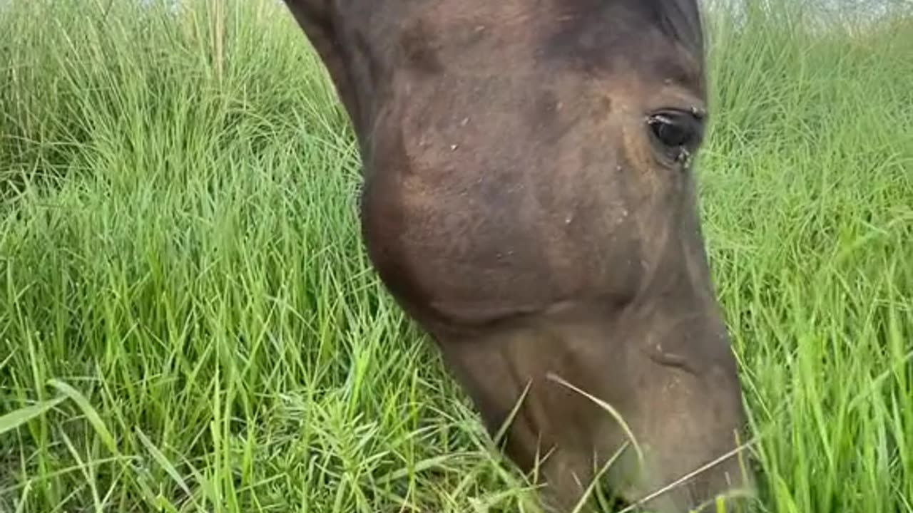 Horses eat grass