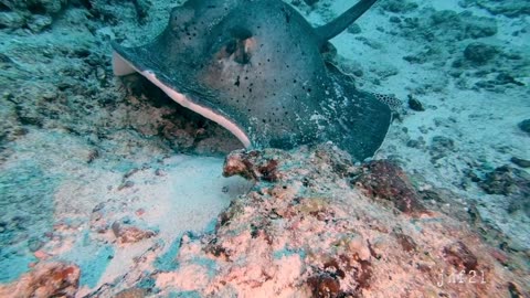 when the moray eel attacks the stingray