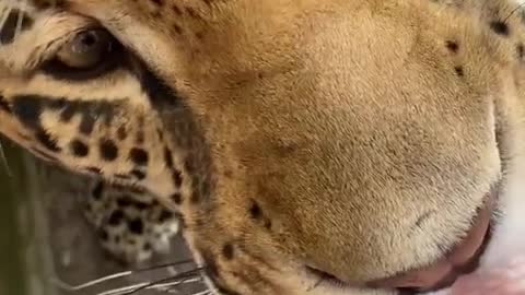 feeding jaguar