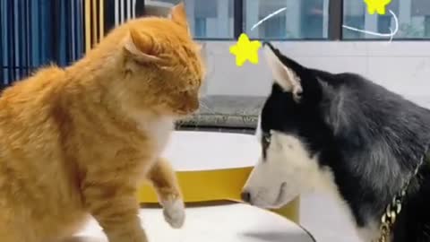 cat and dog funny videos