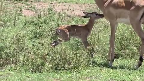 Baby Impala First Steps