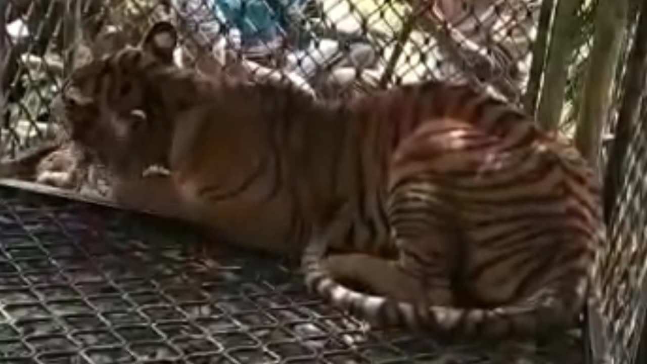 Sumatran Tiger Arrested | Latest Citizen Video | South Aceh, Sumatra, Indonesia