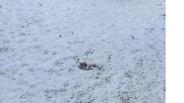DU. Snow Day