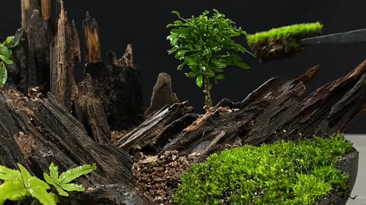 Quiet life, bonsai DIY.