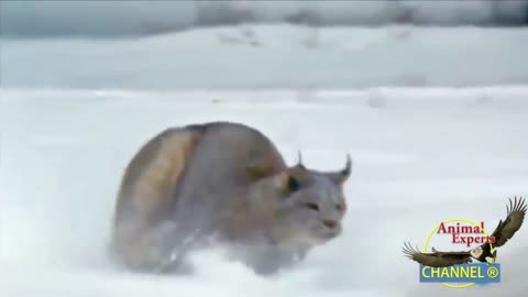 this is how the Canada lynx hunts its prey