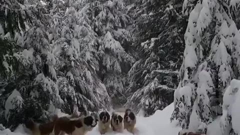 Adorable Dogs
