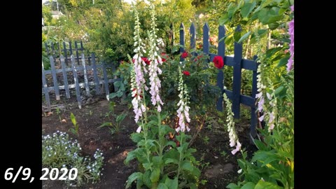 Our flower garden and scenery in Nasu, Japan.