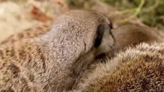 Meerkat Babies