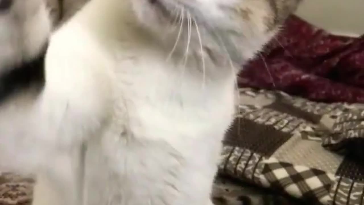 Amazing Cat Playing